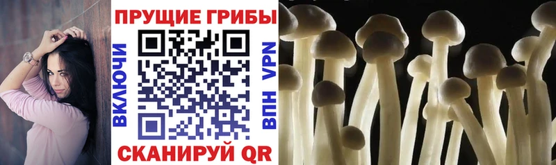 Галлюциногенные грибы Cubensis  Бодайбо 